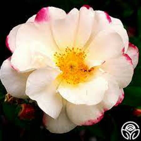 What's your favourite roses?