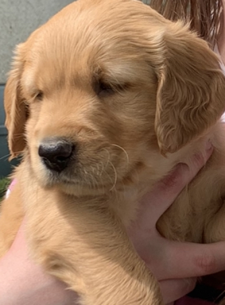 Puppy survival thread part 2