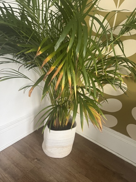 What’s wrong with my houseplant- palm 