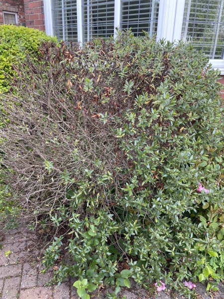 Help me replace this bush