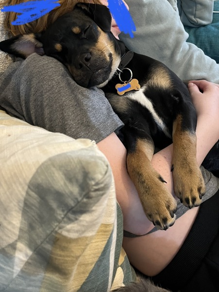 Puppy survival thread part 2