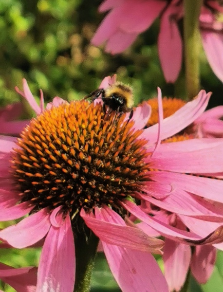 Happy Bee 🐝 day! Share your bee pictures 