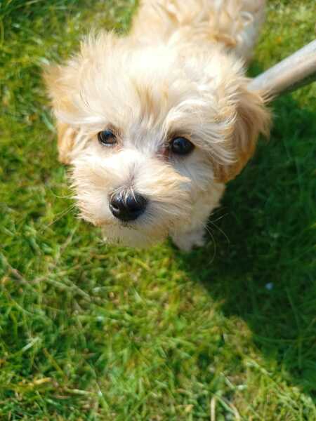 Help us name our puppy please 