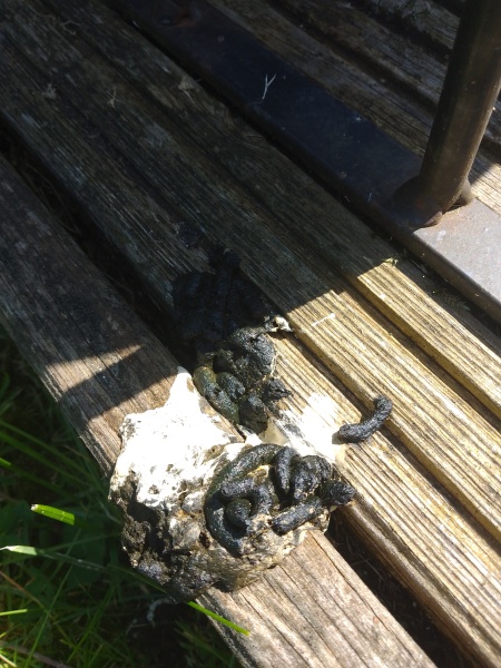 Identifying poo - rat or something else?