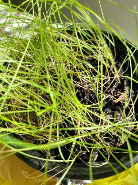Can someone help me id this plant please?