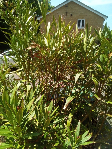 Another plant ID