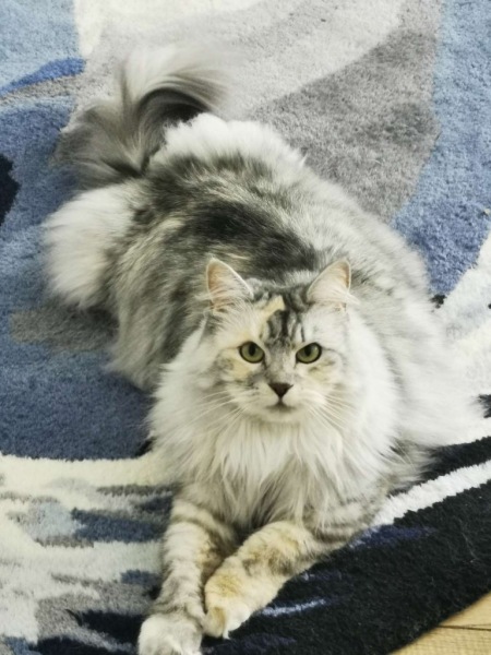 What are rag doll cats like? 