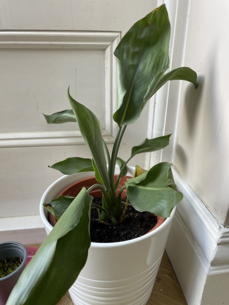 Is this plant dead?