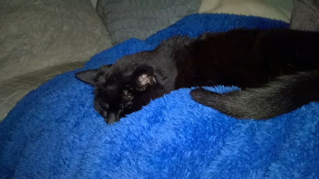 My cat is at the end of his life and I’m struggling to know what to do