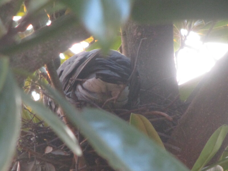 I have a pigeon nesting just outside my sitting room window and she is so cute