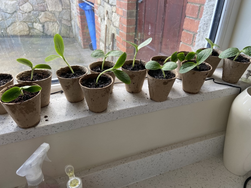 Courgette seedlings 