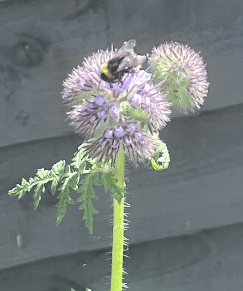 Happy Bee 🐝 day! Share your bee pictures 