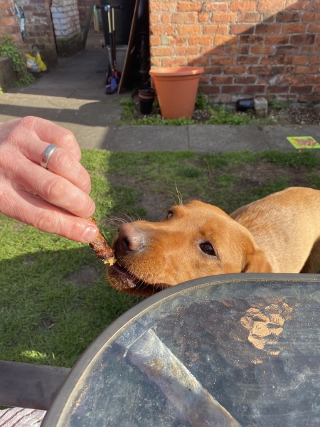 Puppy survival thread part 2