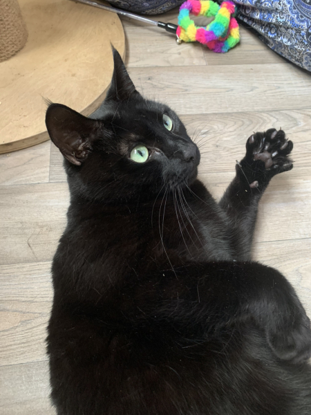 Cats used to be worshiped as Gods...
