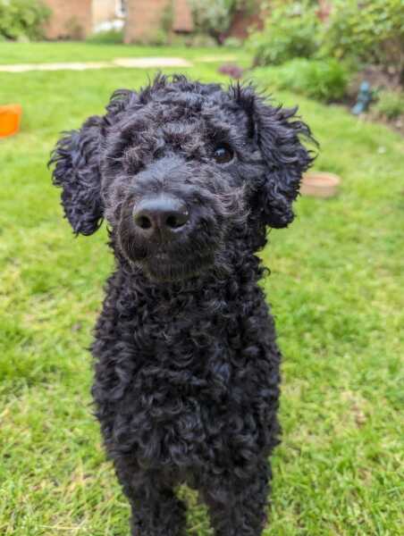 Where are all the poodles?