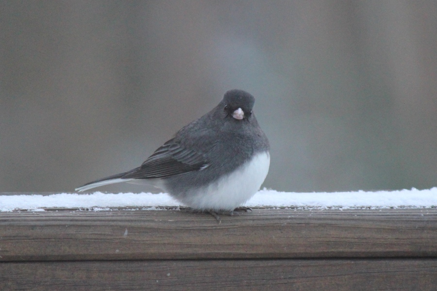 To tell you about the Merlin app - Shazam for birds?