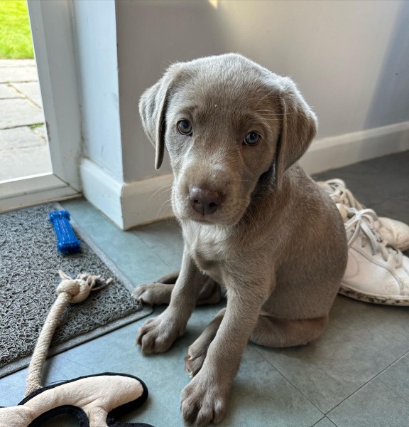 Puppy survival thread part 2