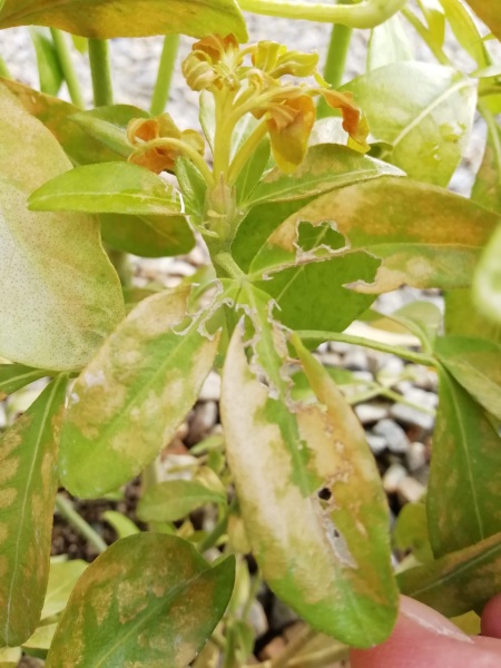 Choisya ternata sundance.