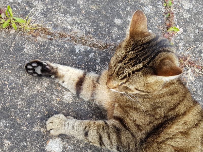 Thug cat part 5 - For he will not do destruction, if he is well-fed, neither will he spit without provocation.
