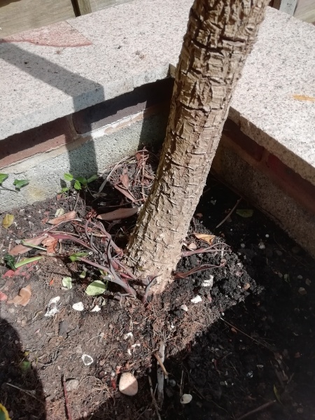 Should I cut back my red cordyline?