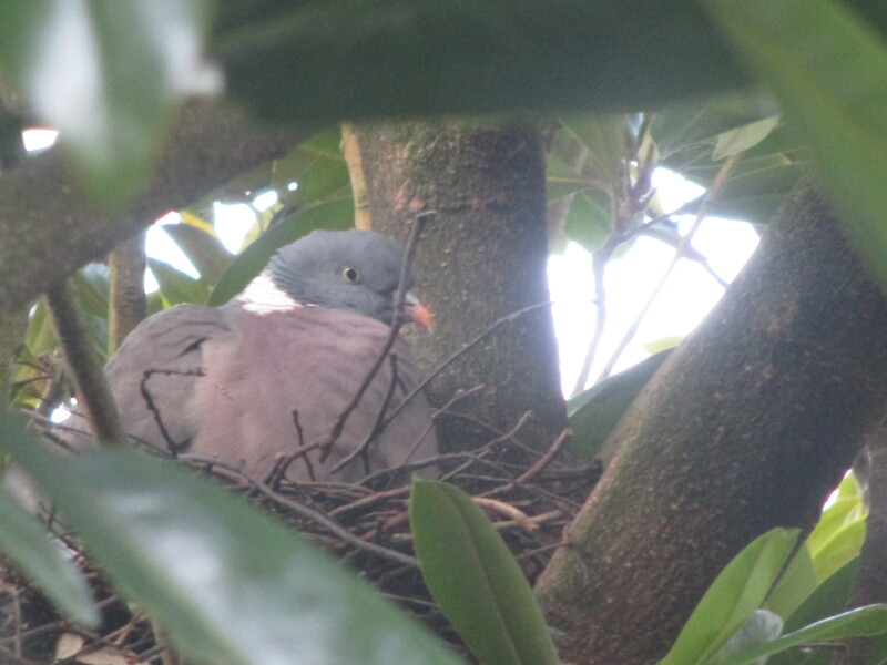 I have a pigeon nesting just outside my sitting room window and she is so cute