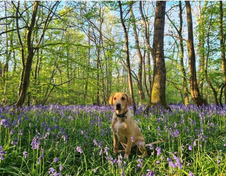 Dry food for labrador pup