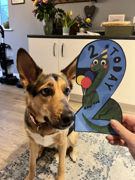 What is your dog's life story?