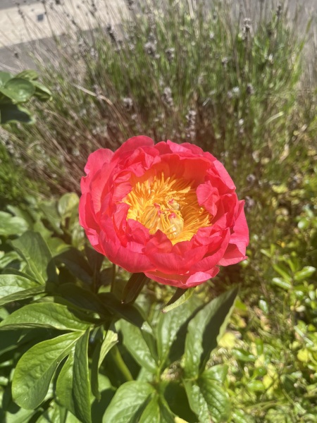 Have your peonies sprouted yet?