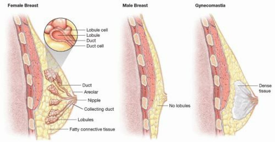 Brighton NHS trust recommends drug-induced male breastfeeding in their maternity protocols