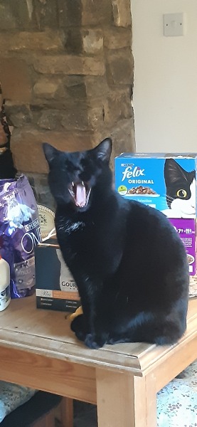 I told my cat a joke and this is how much she enjoyed it ...