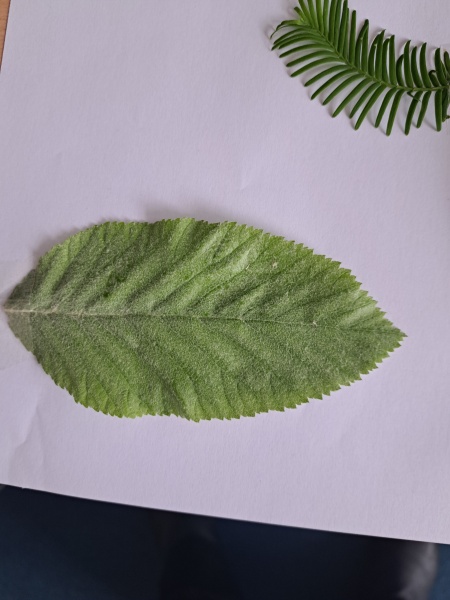 Tree id plese-@meredintofpandiculation?