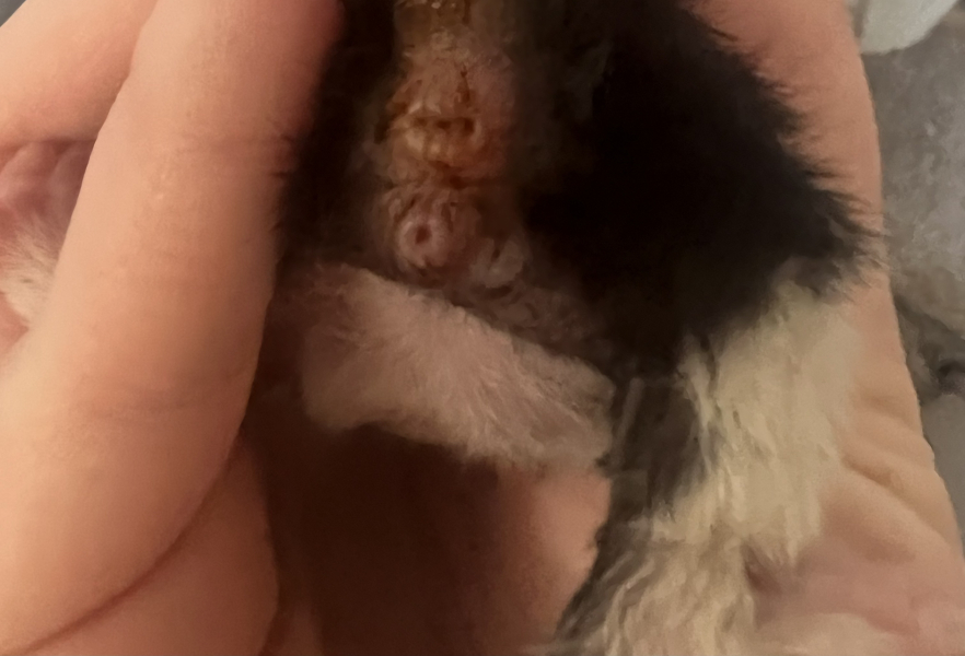 Newborn kittens sexing help!