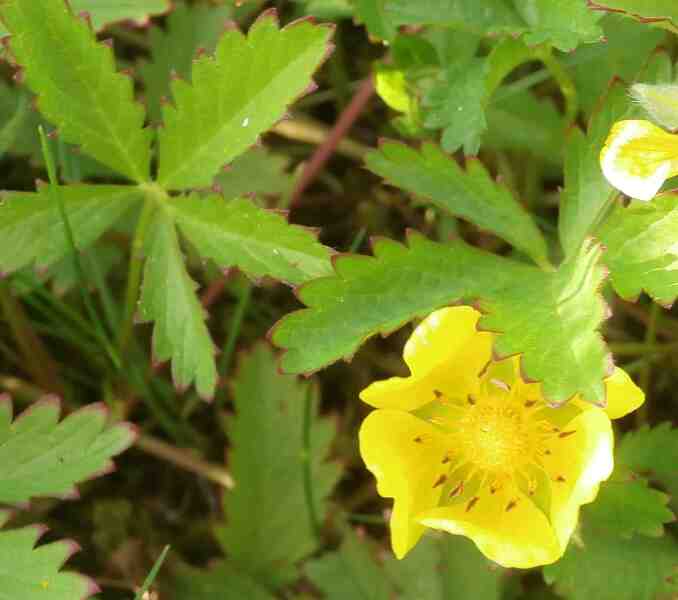 Weed Id please