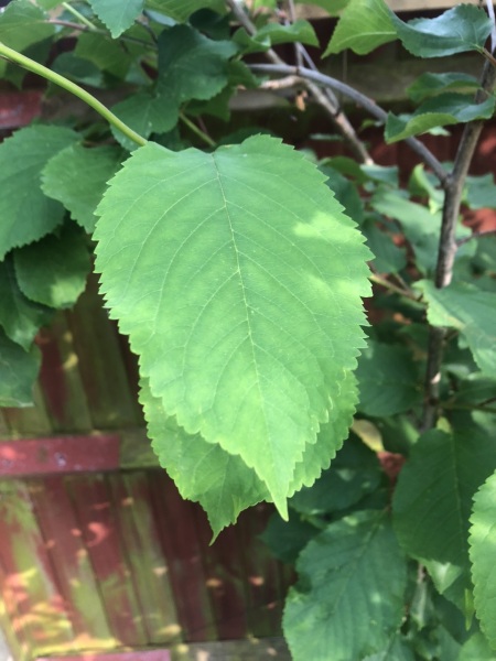 Plant ID. Japanese Knotweed?