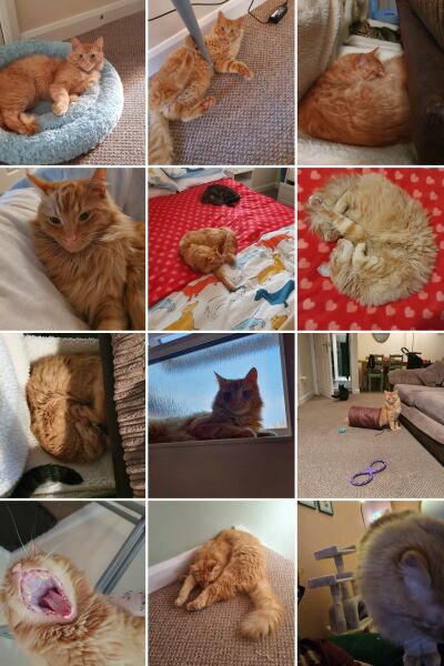 RIP Ginger