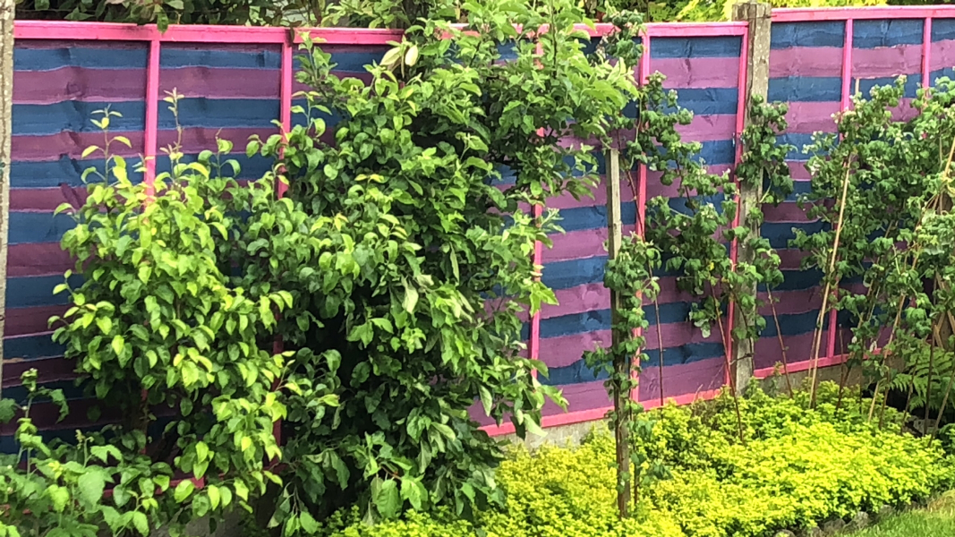 To paint my new fence purple?