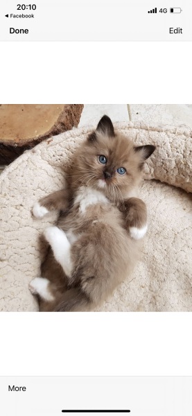 What time does your cat wake you up in the morning?