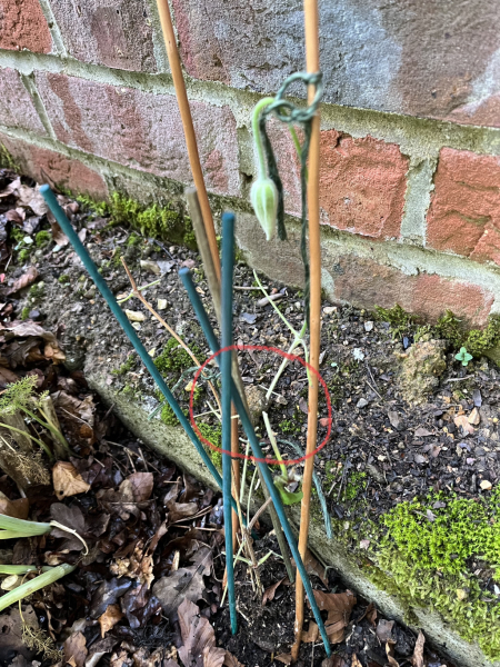 Help! What's attacking my plants - cutting thru the stems but not eating them?