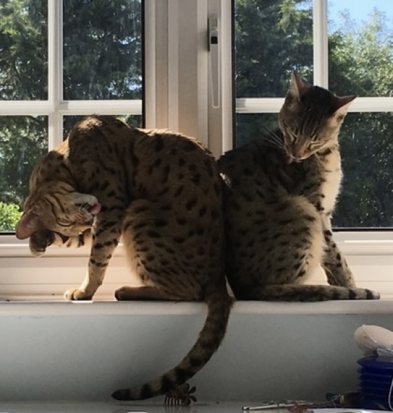 Let's have a happy thread. Show me your kitties.