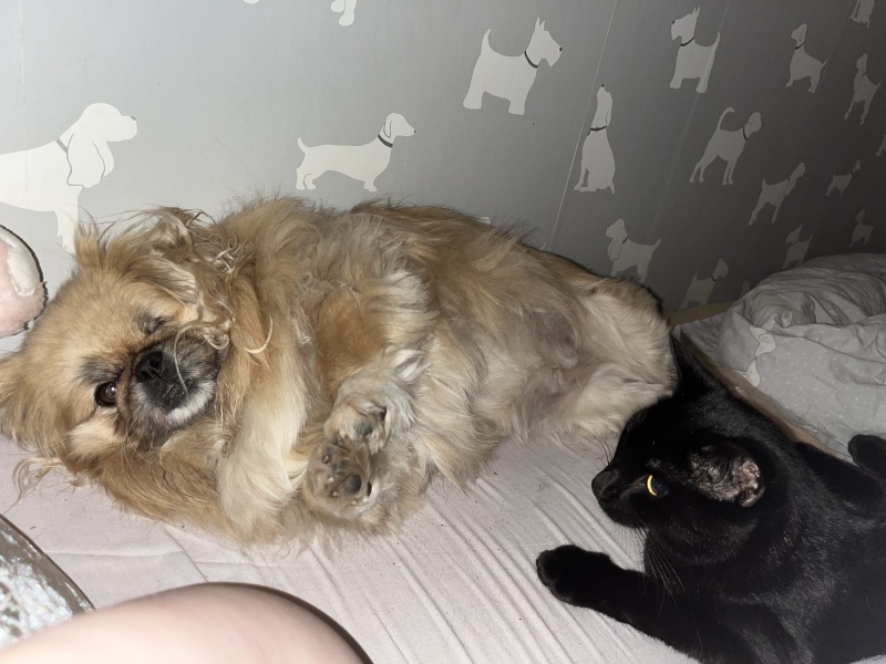 What was in your bed when you woke up this morning?