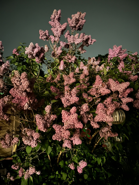 How can I make this discovered lilac tree bloom - if it is a lilac?