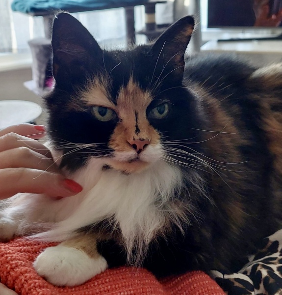 Let's have a happy thread. Show me your kitties.