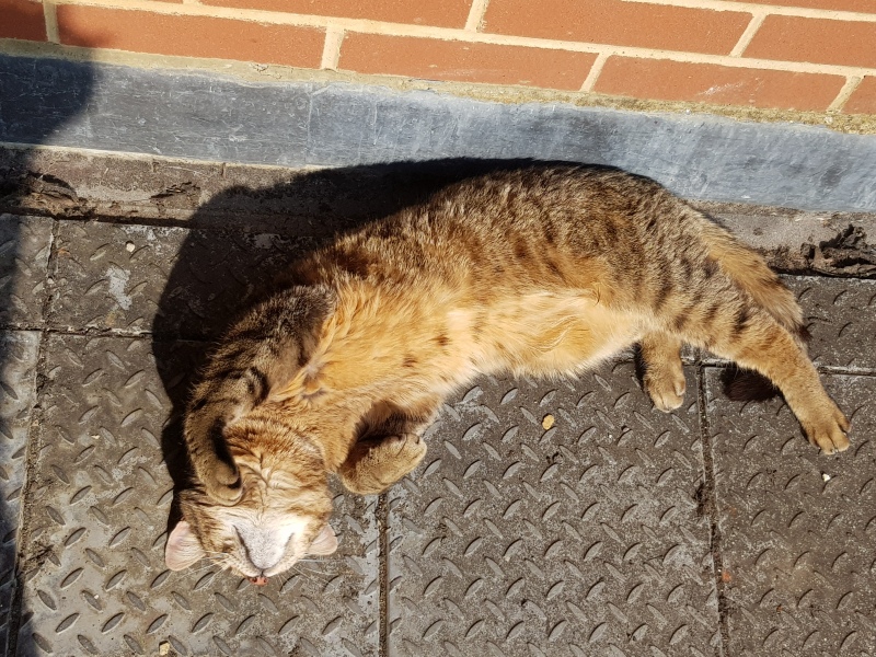 Thug cat part 5 - For he will not do destruction, if he is well-fed, neither will he spit without provocation.