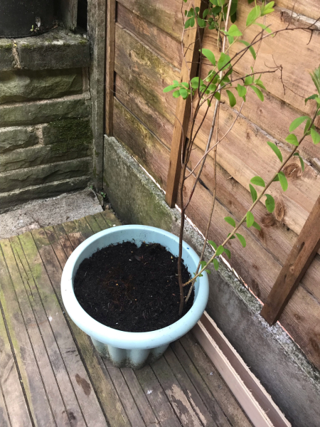Plant ID help