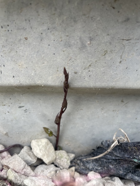 Is this Japanese Knotweed