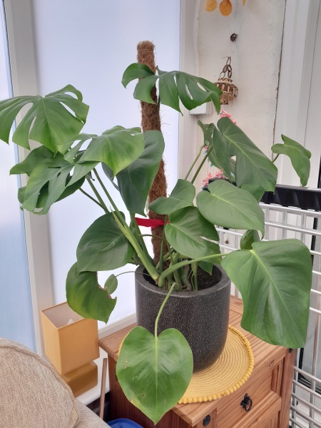 Bigger pot?