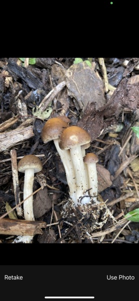 Mushrooms appearing in the flower beds!