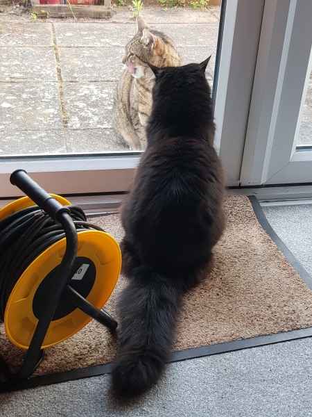 Thug cat part 5 - For he will not do destruction, if he is well-fed, neither will he spit without provocation.