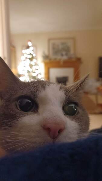 Let's have a happy thread. Show me your kitties.