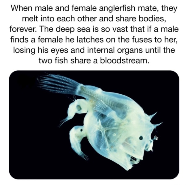 There are cock lodger make fish!